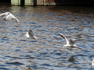 Seagulls in flight over a pond