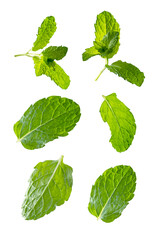 Fresh mint leaves set, isolated on white background. Levitating peppermint