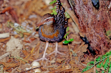 Buff-banded rail