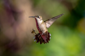 hummingbird in flight