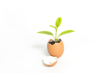 Close-up of a green plant growing in an eggshell isolated on white background.New life concept.