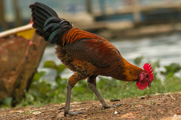 portrait of a rooster