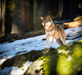 Smart looking standing Euroasian or Grey wolf (Canis Lupus Lupus) watches over other members of his pack from a small rock in Sumava mountain range during winter.