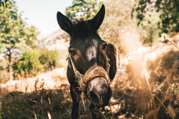 This is a donkey that I met while hiking on the ladder of Kotor. Great guy. A bit shy.