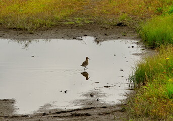 Russia. Transbaikalia. A curlew sandpiper walks through a rain puddle on a rural dirt road.
