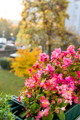 Fototapeta na wymiar Beautiful pink begonia in Autumn outdoors. Gardening concept. Autumn season. Natural background