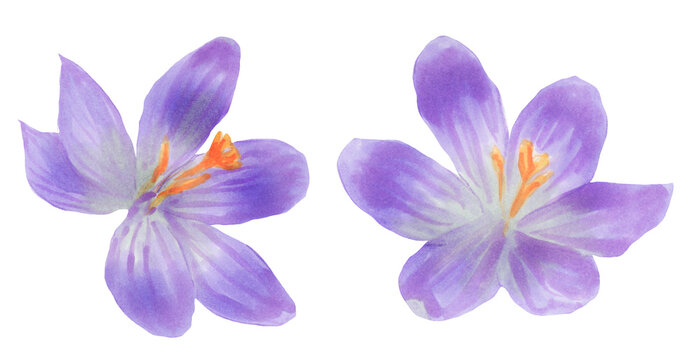 Cute hand drawn Crocus flower  illustration watercolor. .Set of Saffron  flowers. Spring violet crocuses on white. botanical painting.