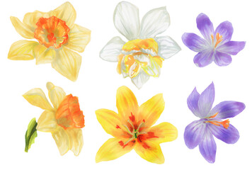 Obraz na płótnie Canvas Set of Spring crocuses, narcissus, tulip on white. Cute hand drawn Crocus, narcissus, tulip flower illustration watercolor. botanical painting. Clipart