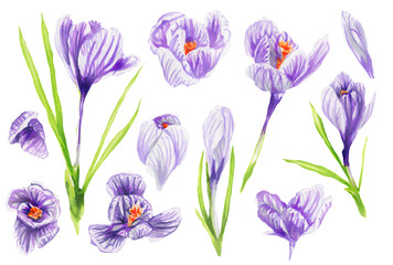 Cute hand drawn Crocus flower  illustration watercolor. .Set of Saffron  flowers. Spring violet crocuses on white. botanical painting.