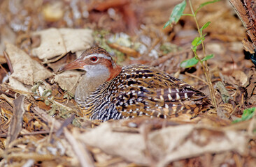 Buff-banded rail