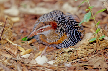 Buff-banded rail