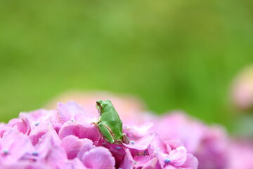 カエルとアジサイ