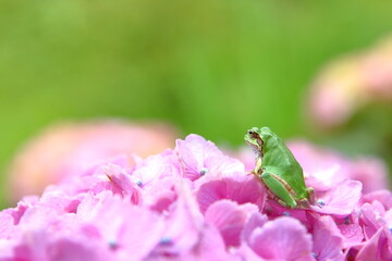 カエルとアジサイ