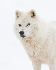 Arctic wolf isolated on white background portrait in the winter snow in Canada