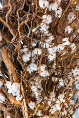 Cotton tree decoration
