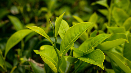 Malang, Indonesia - February 22, 2022: A freshness view of tea leaves at Wonosari tea gardens, East Java.