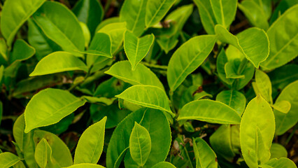 Malang, Indonesia - February 22, 2022: A nature view of tea leaves in Wonosari Tea Gardens, East Java