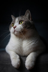 Scottish fold cat sitting on black background. Tabby cat with yellow eyes on sofa in house. White cat in studio.