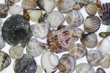 Seashell, stone, oysher on all background. 