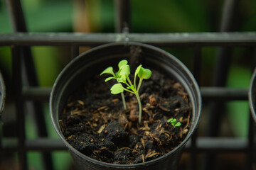Lettuce sprout growing on a pot with nature background in a front garden