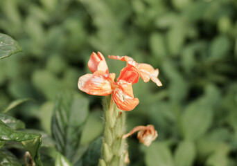 The beauty of flowers among the green leaves