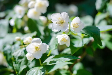 White flowers on a flowering jasmine bush