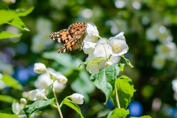 Butterfly on a flowering jasmine bush