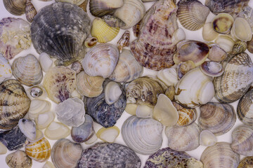 Seashell, stone, oysher on all background. 