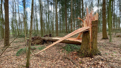 Sturmschaden: Umgeknickte zerstörte zerbrochene Fichte in einem Fichtenwald nach einem Sturm Orkan...