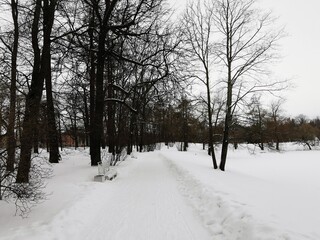 winter day in Catherine Park snow trees