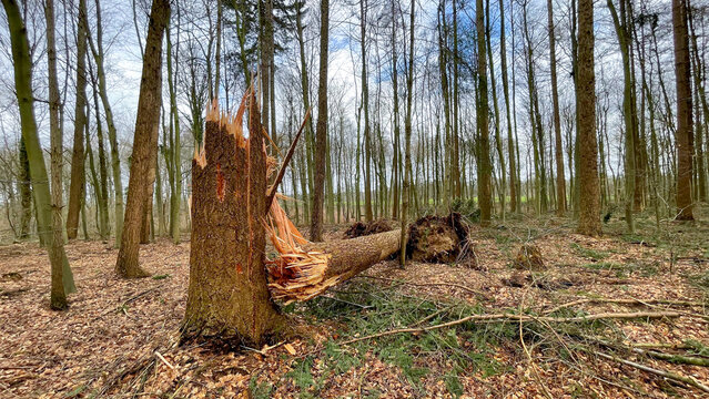 Sturmschaden: Umgeknickte zerstörte zerbrochene Fichte in einem Fichtenwald nach einem Sturm Orkan in Nordeuropa