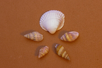 Fototapeta na wymiar snail, seashell, and tritia reticulata on the orange and brown colour background 