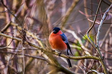 Eurasian (common) bullfinch (Pyrrhula pyrrhula) sitting on a branch.
