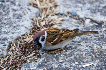 close up with a sparrow looking for food among the concrete slabs