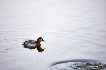 ducks on a river on a sunny day