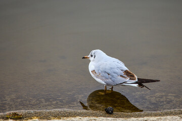 close up with a seagull on the shore of a lake