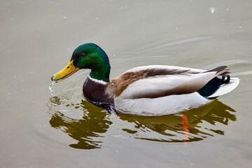 ducks on a river on a sunny day