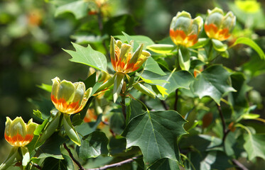 flowers in the garden