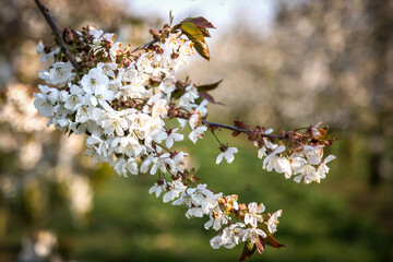 Weiße Apfelblüten an einem Apfelbaum im Alten Land