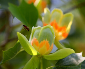 ladybird on a yellow flower