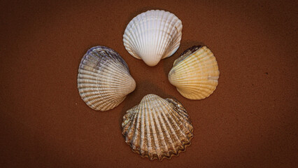 shells on the sand, four seashell on the brown background.