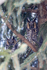 Long-eared Owls