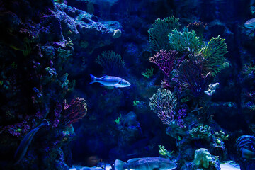 A tropical fish in the aquarium. Dark back © solidmaks