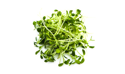 Isolated green sunflower sprout on white background, concept for organic food for be healthy 