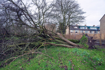 Storm damage. A tree broken by a storm lies near the house. Uprooted, downed trees.
