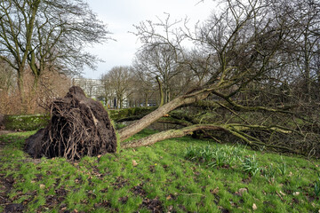 Storm damage. A tree broken by a storm lies near the house. Uprooted, downed trees.