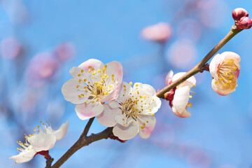 可愛い白とピンクの梅の花 - 488994699