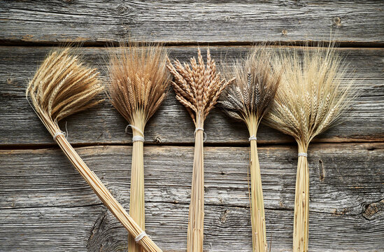 Various ears of wheat (einkorn, spelt, emmer and black emmer)