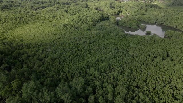 Tropical mangroves on Damas Island, Costa Rica on a cloudy day. Aerial tracking shot, gimbal down tilt