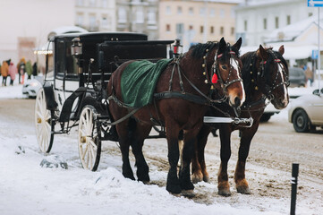 Naklejka na ściany i meble Two walking dark brown horses covered with blankets stand at the crossroads of streets during a snowfall. Carriage for tourists. Lviv, Ukraine.